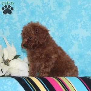 Caramel, Toy Poodle Puppy